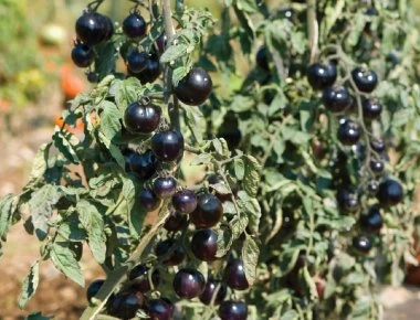 Τι είναι η μαύρη ντομάτα;